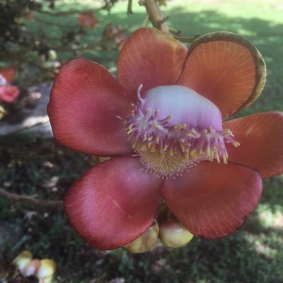 Couroupita guianensis, photographed by Kyle Copas