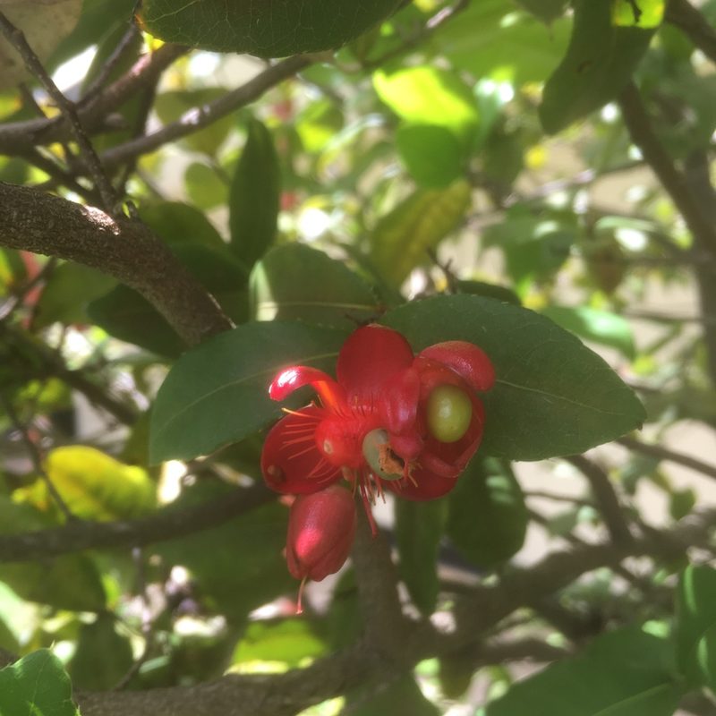 Ochna thomasiana, photographed by Kyle Copas