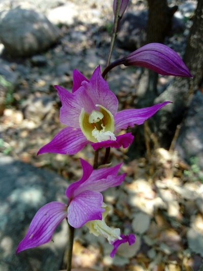 Bletia macristhmochila, photographed by Dante S. Figueroa