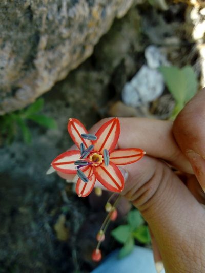 Bessera elegans, photographed by Dante S. Figueroa