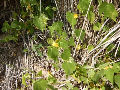 Abutilon viscosum, photographed by stinger