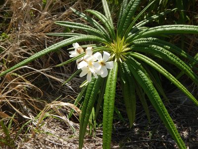 Plumeria alba, photographed by stinger