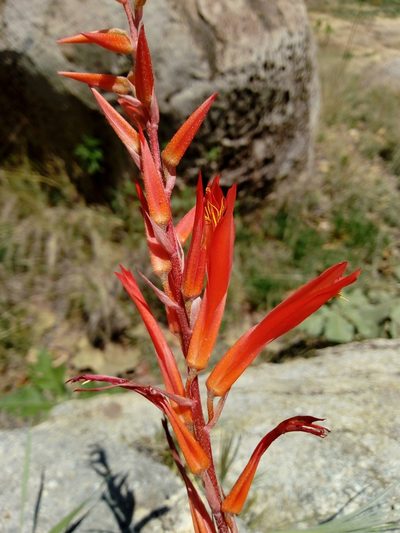 Pitcairnia karwinskyana, photographed by Dante S. Figueroa