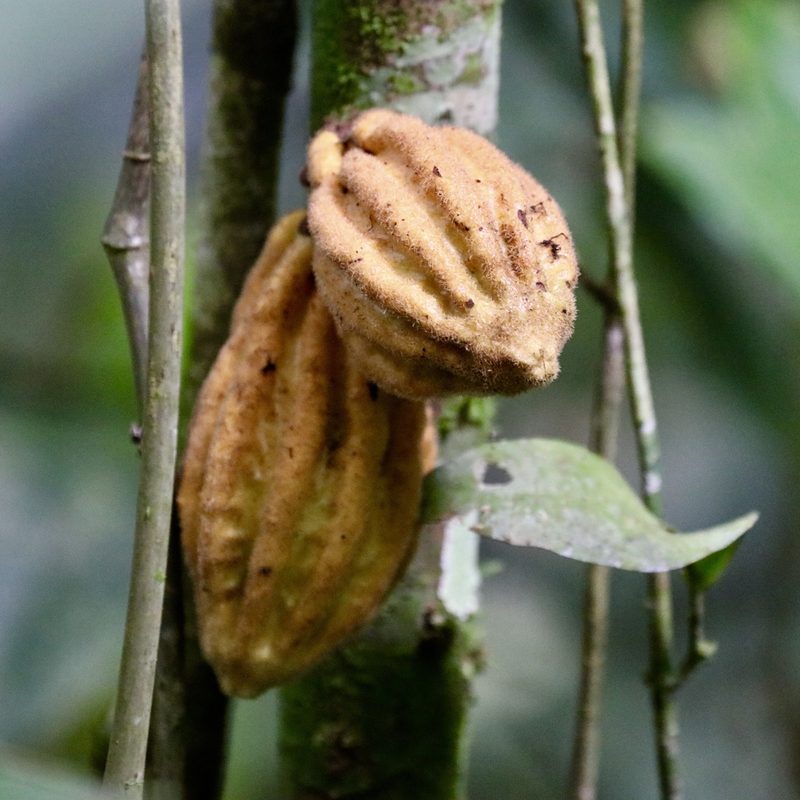 Herrania purpurea, photographed by Aitor