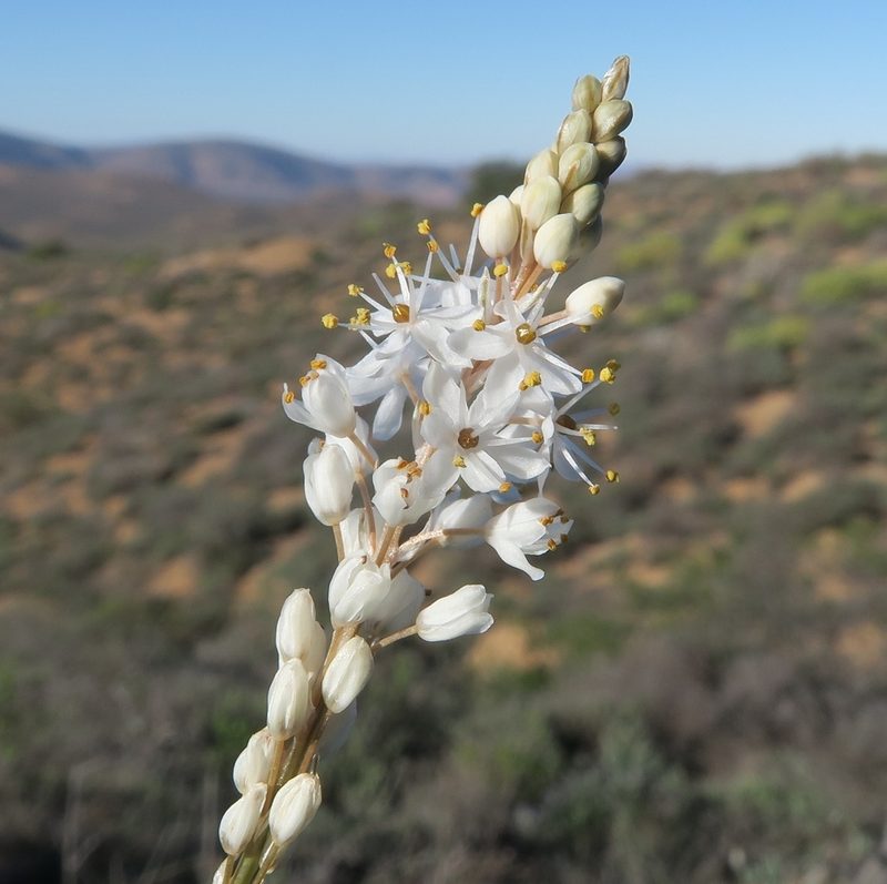 Bulbinella graminifolia, photographed by Kevin Murray