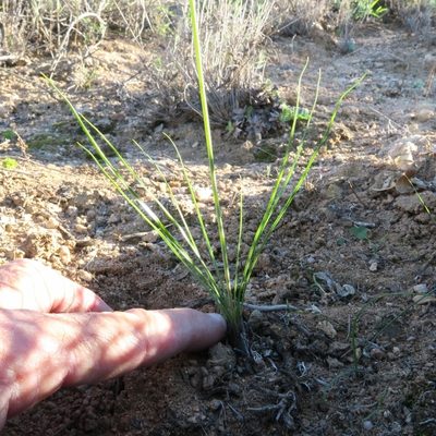 Bulbinella graminifolia, photographed by Kevin Murray
