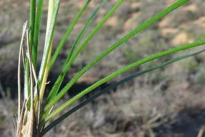 Bulbinella graminifolia, photographed by Kevin Murray