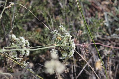 Pimpinella tragium, photographed by Dmitriy Bochkov