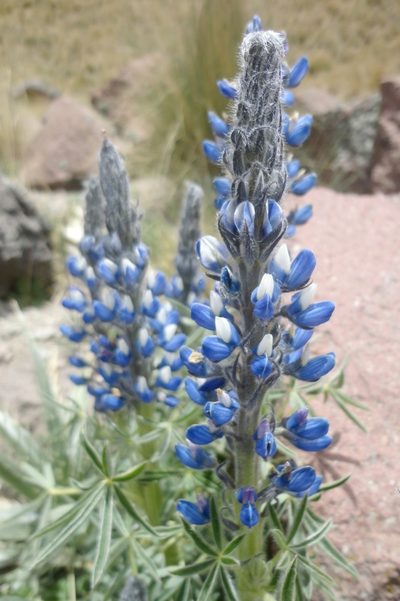 Lupinus aschenbornii, photographed by Juan Carlos Fonseca Mata