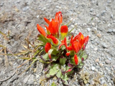 Castilleja tolucensis, photographed by Juan Carlos Fonseca Mata