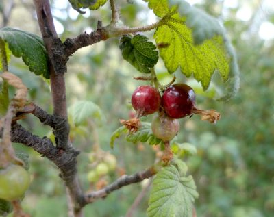Ribes ciliatum, photographed by Juan Carlos Fonseca Mata