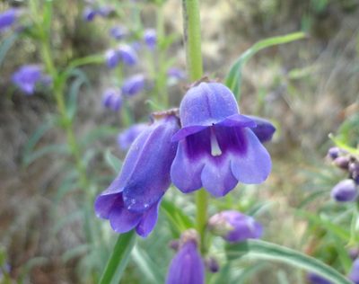 Penstemon gentianoides, photographed by Juan Carlos Fonseca Mata