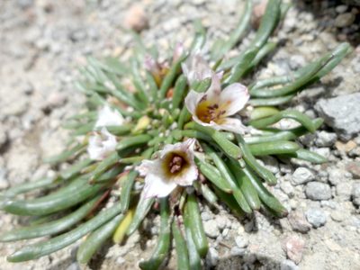 Calandrinia acaulis, photographed by Juan Carlos Fonseca Mata