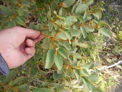 Croton flavens, photographed by stinger