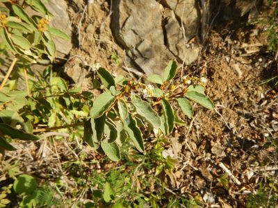 Croton flavens, photographed by stinger