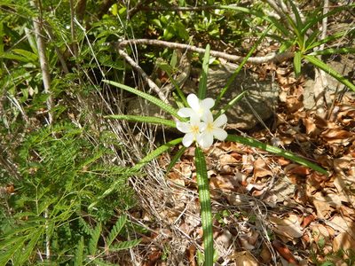 Plumeria alba, photographed by stinger