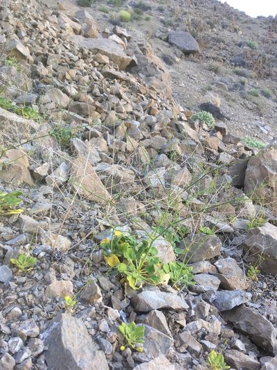 Eriogonum glandulosum, photographed by Steve Matson