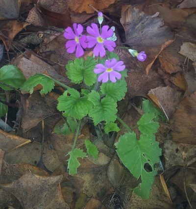Primula malacoides, photographed by Peter de Lange