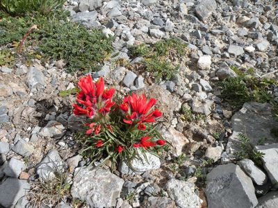 Castilleja bella, photographed by M. Socorro González Elizondo