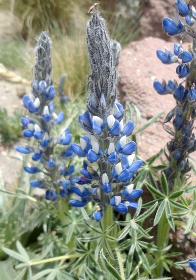 Lupinus aschenbornii, photographed by Juan Carlos Fonseca Mata