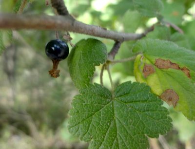 Ribes ciliatum, photographed by Juan Carlos Fonseca Mata