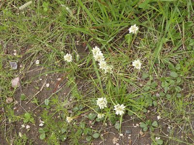 Cyperus seslerioides, photographed by M. Socorro González Elizondo