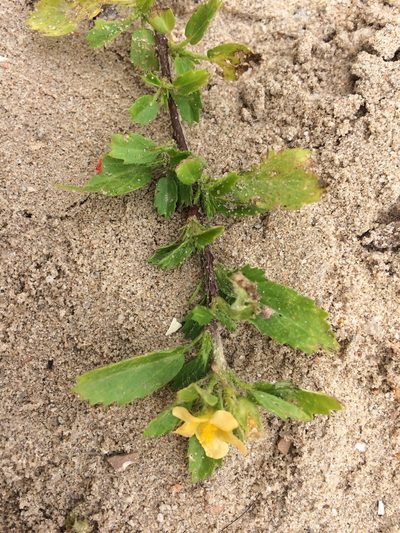 Sida brittonii, photographed by B. Phalan