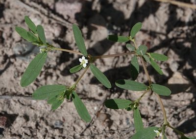 Euphorbia missurica, photographed by Colin Croft