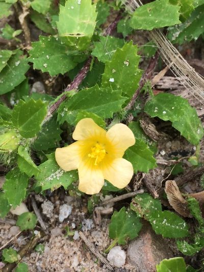 Sida brittonii, photographed by B. Phalan