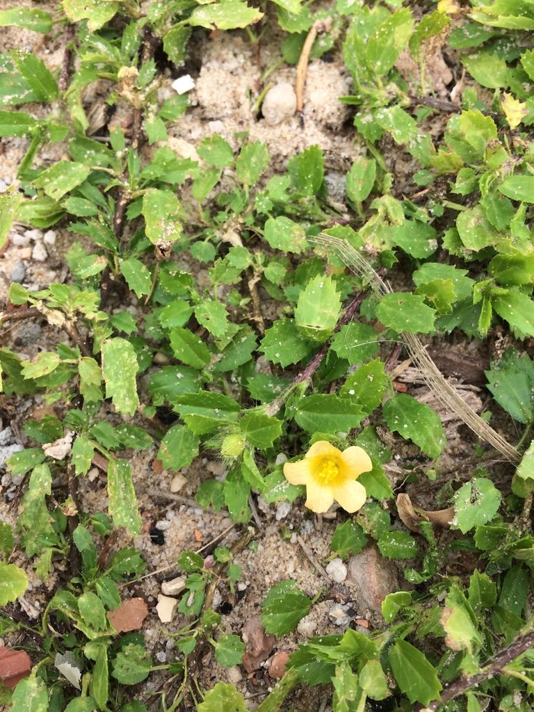 Sida brittonii, photographed by B. Phalan