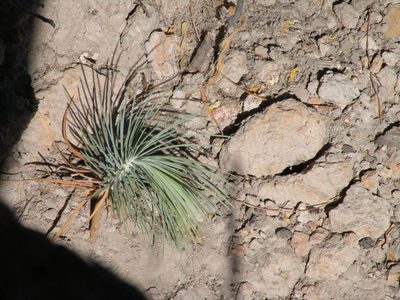 Pinus maximartinezii, photographed by M. Socorro González Elizondo