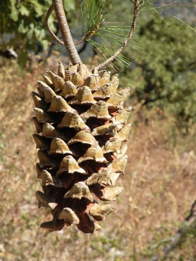 Pinus maximartinezii, photographed by M. Socorro González Elizondo