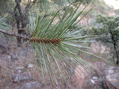 Pinus maximartinezii, photographed by M. Socorro González Elizondo