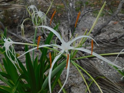 Hymenocallis latifolia, photographed by Jade Fortnash