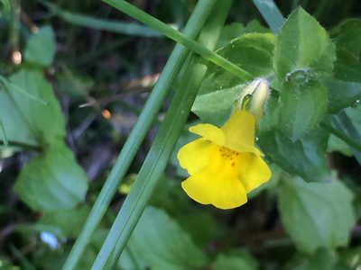 Erythranthe michiganensis, photographed by Derek