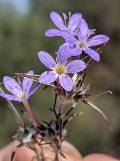 Eriastrum pluriflorum, photographed by Alex Heyman