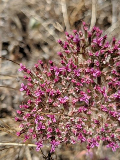 Chorizanthe biloba, photographed by Alex Heyman
