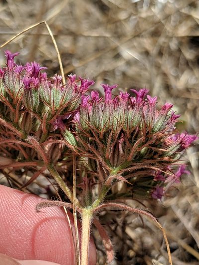 Chorizanthe biloba, photographed by Alex Heyman