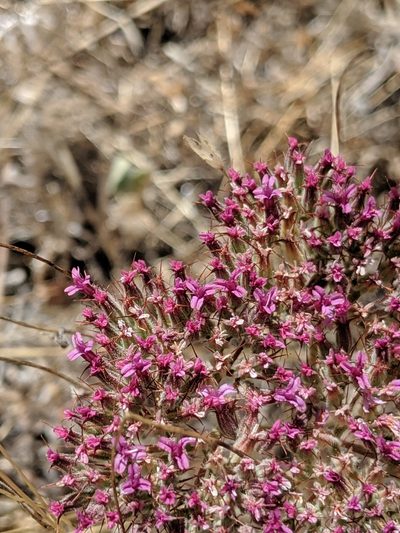 Chorizanthe biloba, photographed by Alex Heyman