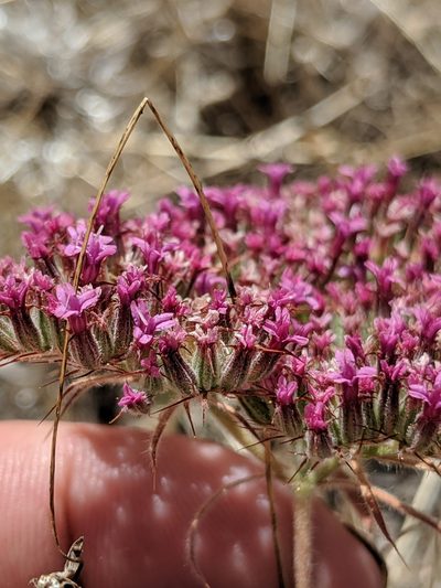 Chorizanthe biloba, photographed by Alex Heyman