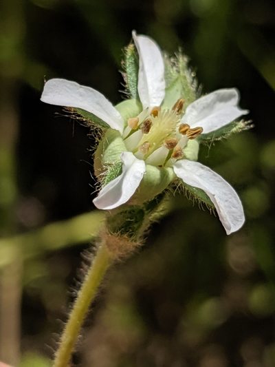 Potentilla yadonii, photographed by Alex Heyman