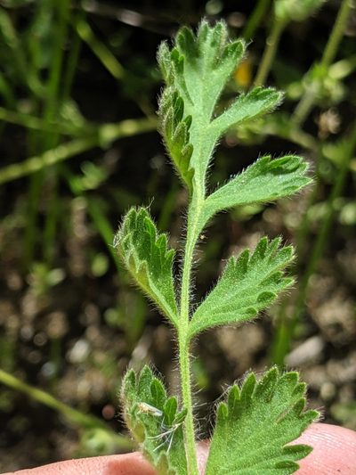 Potentilla yadonii, photographed by Alex Heyman