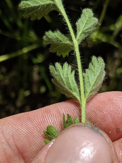 Potentilla yadonii, photographed by Alex Heyman