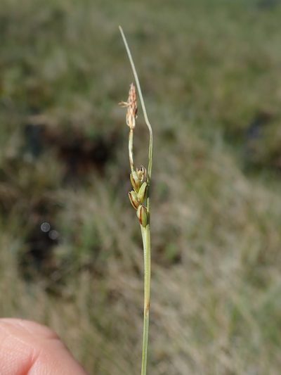 Carex livida, photographed by Rob Foster