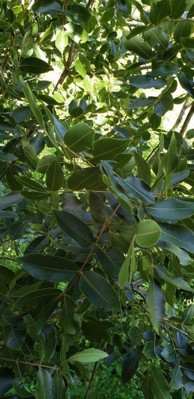 Zanthoxylum flavum, photographed by Heather Mazzaccaro