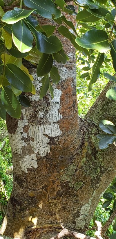 Zanthoxylum flavum, photographed by Heather Mazzaccaro