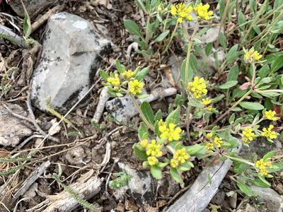 Eriogonum wootonii, photographed by CK2AZ