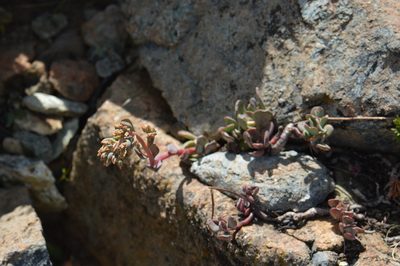 Sedum kiersteadiae, photographed by David Anderson