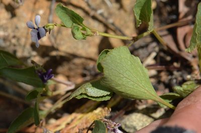 Viola cuneata, photographed by David Anderson