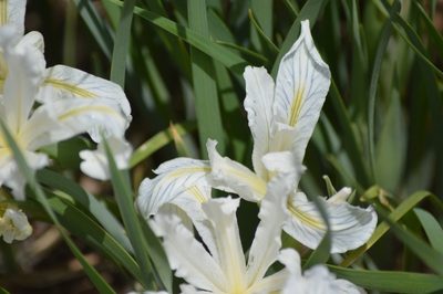 Iris tenuissima, photographed by David Anderson